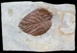 Fossil Leaf (Beringiaphyllum) - Montana #44670-1